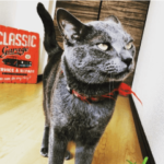 Mickey boy Jr. aka ミー太郎