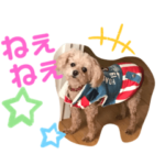 トイプードルの愛犬ラムちゃん♡