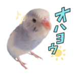 セキセイインコのラムネの日常