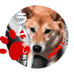 柴犬ラムちゃん②