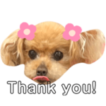 トイプードルのラムちゃん