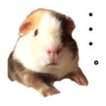 モルモットのラムちゃん