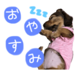 ダックス（ ラム ）♡