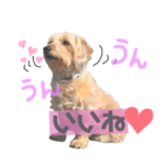 ミックス犬ラムの日常