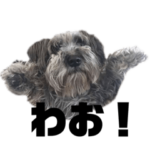 モコモコさんしゃいん