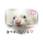 フェレットのラムネ