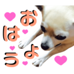 チワワのラムちゃん