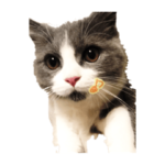 うちん家の猫  ＊カンナ・バニラ・ラムネ＊