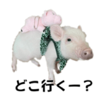 マイクロブタのめんべぇ