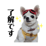 白いチワワのピノちゃん③