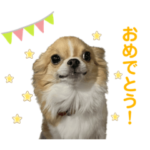 チワワのポポ④