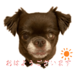 元気が1番⭐︎毎日チワワのcocoくん