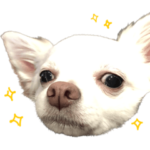 とあるチワワのはなし