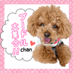 プードルスタンプ♡ 〜仲良し編〜
