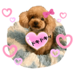 かわいい・わんこ⑱トイプーの気持ち2