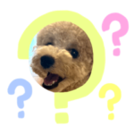 トイプードルのぽむさん