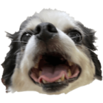 人間みたいなチワワ