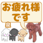 泉「いずみ」さんのトイプードル会話