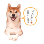 柴犬ケンタッキー