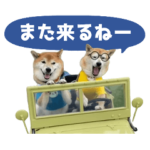 GO!GO!柴犬ズ