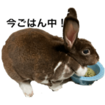 うさぎのきもち〜日常会話あいさつ編〜