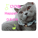 COOLな猫のラミちゃん。