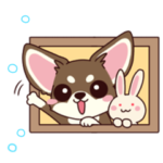 癒しの日常 チワワ冬編