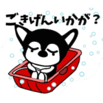 チワワのダブにも冬が来た。