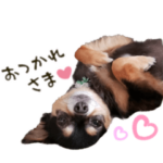 チワワの虎太郎①