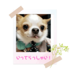 チワワの涼空！