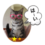 うちの猫ちゃん　キキ　ラム　メイ