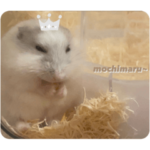 もちまる。日常