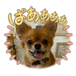 チワワのムギくんスタンプ