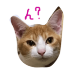 イタズラ坊やのビビ