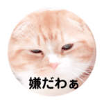 スコにゃん母娘