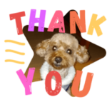 トイプー コービー