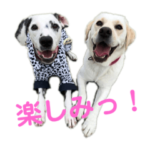 ラブ&ダル姉妹2