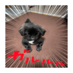 くっきーざらいおんどっぐ真打