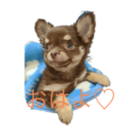 チワワ（もか）