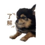 チワワの一言ワン