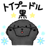 毎日使えるトイプードル★黒★