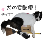 すまいるボーダーコリーvol.4