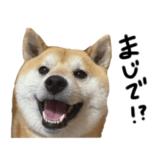 かわちいエースすたんぷ