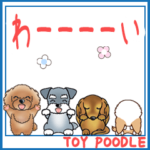 TOY POODLE トイプードル V13