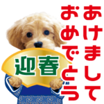 飛び出す!犬のまるちゃん/正月/祝/実写/再