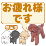 尾留川「おとめかわ」さんのトイプードル