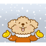 動け！トイプーのぷう太郎の冬