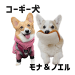 コーギー犬 NOEL＆MONA