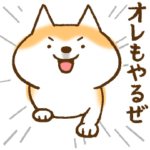 柴ちん8 柴犬とがんばろう