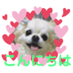 チワワのエース君、むぅちゃん